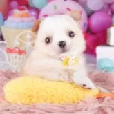 チワワ(ロング)