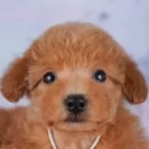 トイプードル(トイ)