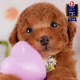 トイプードル(トイ)