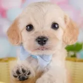 コッカプー(トイプードル×アメリカンコッカースパニエル)【千葉県・男の子・2024年12月17日・クリーム】の写真2「全頭総額表示です！(接種済ワクチン代💉・マイクロチップ代・健康診断料込🏥)」