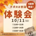 トイプードル(トイ)【千葉県・女の子・2025年5月17日・レッド】の写真2「10月11日（土）🐶お世話体験会開催✨完全個室なので周りを気にせず、ご家族でゆっくり体験できます！」