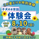 ミニチュアダックスフンド(ロング)【千葉県・女の子・2025年5月7日・シルバーダップル】の写真2「8月10日限定🐶お世話体験会開催✨完全個室で安心🐾」