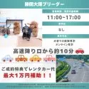 チワワ(ロング)【千葉県・女の子・2025年8月6日・クリーム&ホワイト】の写真2「🚙高速降り口から約10分！11時～17時🐶毎日見学OK🌸」