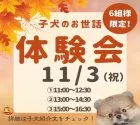トイプードル(トイ)【千葉県・男の子・2025年9月18日・アプリコット】の写真2「11月3日（月）🐶お世話体験会開催✨完全個室なので周りを気にせず、ご家族でゆっくり体験できます！」