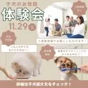 マルプー(マルチーズ×トイプードル)【千葉県・女の子・2025年10月7日・アプリコット】の写真2「🐶大好評につき開催決定！毎回満席の大人気体験会✨ご予約はお早めに💓」