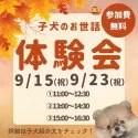 カニンヘンダックスフンド(ロング)【千葉県・男の子・2025年7月1日・チョコレートタン】の写真2「🐶お世話体験会開催✨完全個室で安心🐾」