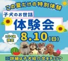 トイプードル(トイ)【千葉県・男の子・2025年6月27日・レッド】の写真2「8月10日限定🐶お世話体験会開催✨完全個室で安心🐾」