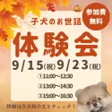 トイプードル(トイ)【千葉県・男の子・2025年3月23日・アプリコット】の写真2「🐶お世話体験会開催✨完全個室で安心🐾」