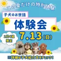 トイプードル(トイ)【千葉県・女の子・2025年5月17日・レッド】の写真2「ワンちゃんのお世話で不安がある方、、お集まりください✨🐶」