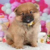 ポメラニアン【千葉県・男の子・2025年9月12日・オレンジ】の写真3「全頭総額表示です！(接種済ワクチン代💉・マイクロチップ代・健康診断料込🏥)」