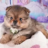 ポメラニアン【千葉県・女の子・2025年8月11日・オレンジセーブル】の写真3「全頭総額表示です！(接種済ワクチン代💉・マイクロチップ代・健康診断料込🏥)」