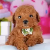 トイプードル(トイ)【千葉県・女の子・2025年9月2日・レッド】の写真3「全頭総額表示です！(接種済ワクチン代💉・マイクロチップ代・健康診断料込🏥)」