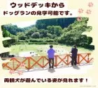 チワックス(チワワ×ダックスフンド)【千葉県・女の子・2024年12月28日・レッド】の写真4「ウッドデッキからわんちゃんの運動場を見学できます！🐶お父さんやお母さんが毎日楽しく遊んでいます💖」