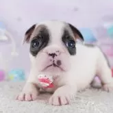 フレンチブルドッグ【千葉県・男の子・2025年10月6日・パイド】の写真4「全頭 専属獣医師による健康診断を実施しています💉お迎えの際は健康診断書を差し上げています😊」