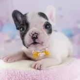 フレンチブルドッグ【千葉県・女の子・2025年10月6日・パイド】の写真7「可愛い子犬ちゃんに会いに来ませんか？🌟私たちが素敵なご縁をお繋ぎいたします💖」