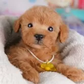 トイプードル(トイ)【千葉県・男の子・2025年9月22日・レッド】の写真7「[みんなのブリーダーアワード2024年下半期] 全てのわんちゃん部門で千葉県2位を頂きました👑」