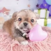 チワワ(ロング)【千葉県・男の子・2025年8月6日・フォーン】の写真8「みんなわんちゃんが大好き💖大切にお世話した子犬ちゃんをお迎えください😊」