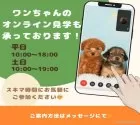 トイプードル(トイ)【千葉県・男の子・2025年4月14日・レッド】の写真9「遠方の方やお忙しい方におすすめ！🏠自宅からオンラインでの見学もできます！📱」