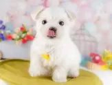 マルチーズ【千葉県・男の子・2025年2月14日・ホワイト】の写真8