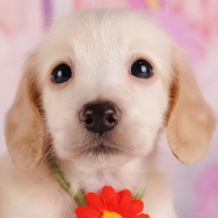 ID：2408-05611の子犬