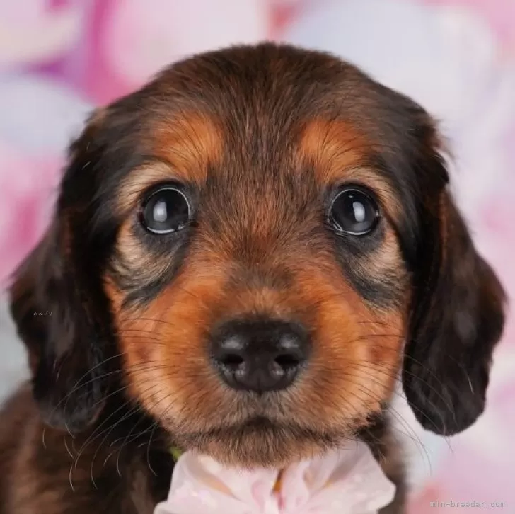 ID：2407-02381の子犬