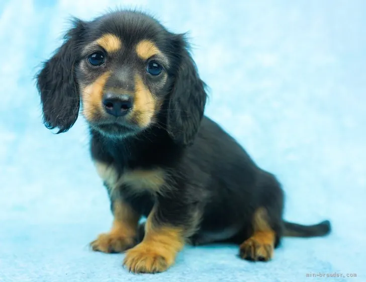 ID：2203-00464の子犬