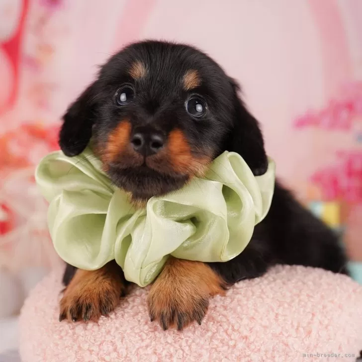 ID：2403-05827の子犬