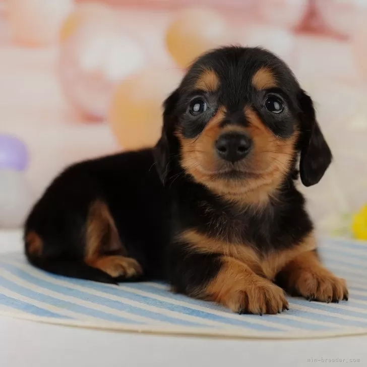 ID:2403-04772の子犬