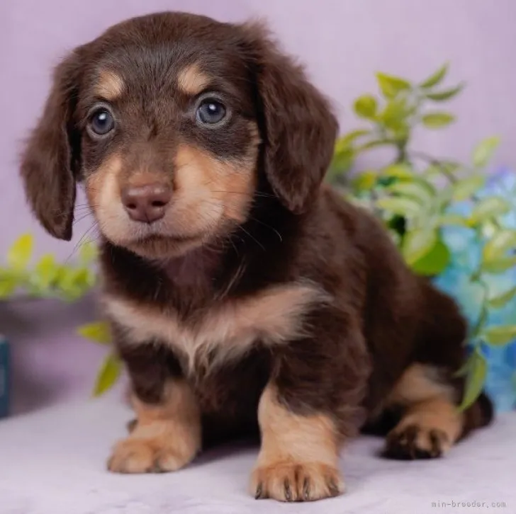 ID：2306-03906の子犬