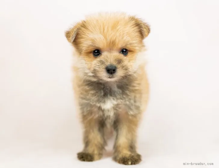 ID:2110-03873の子犬