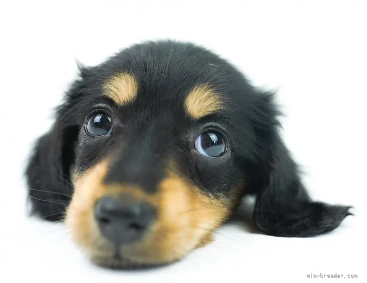 ID：2203-00475の子犬