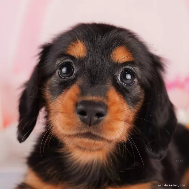 ID：2402-01180の子犬
