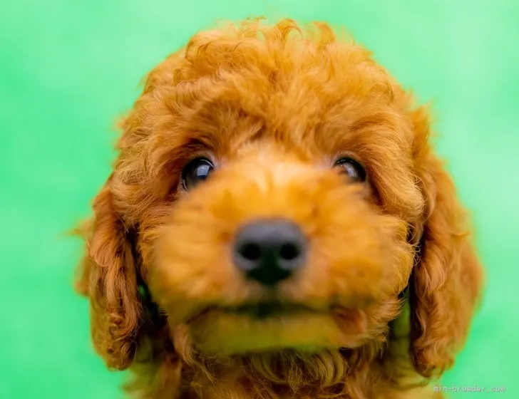 ID：2110-02055の子犬