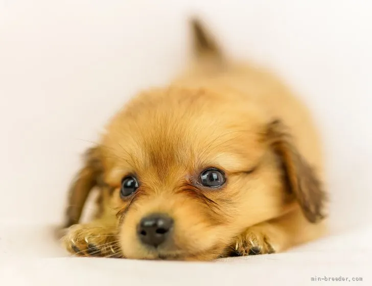 ID：2112-04215の子犬