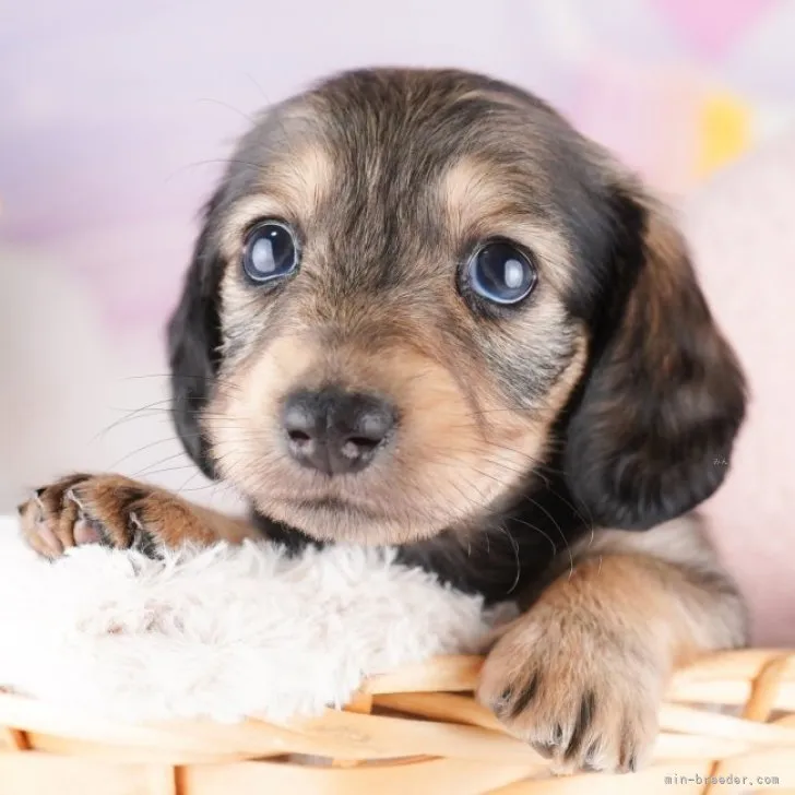 ID：2311-04731の子犬