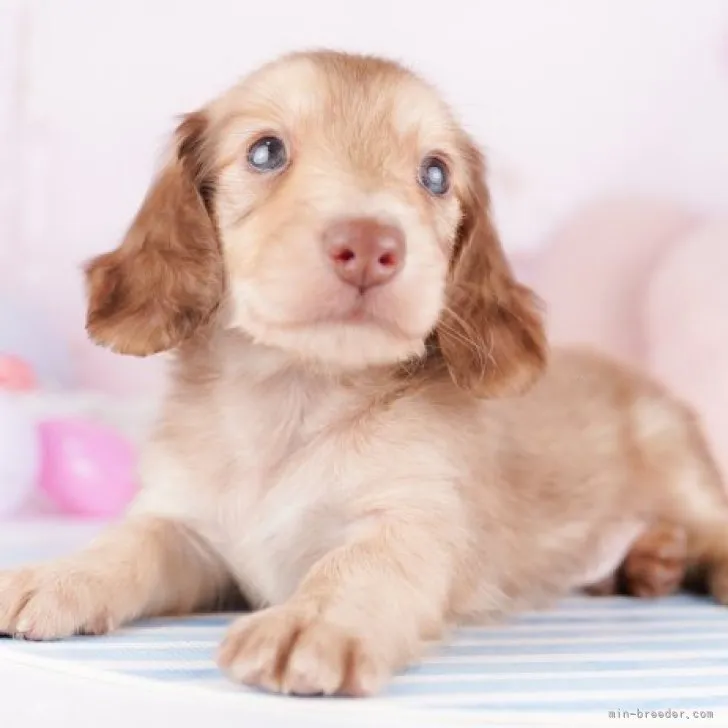 ID：2311-04751の子犬