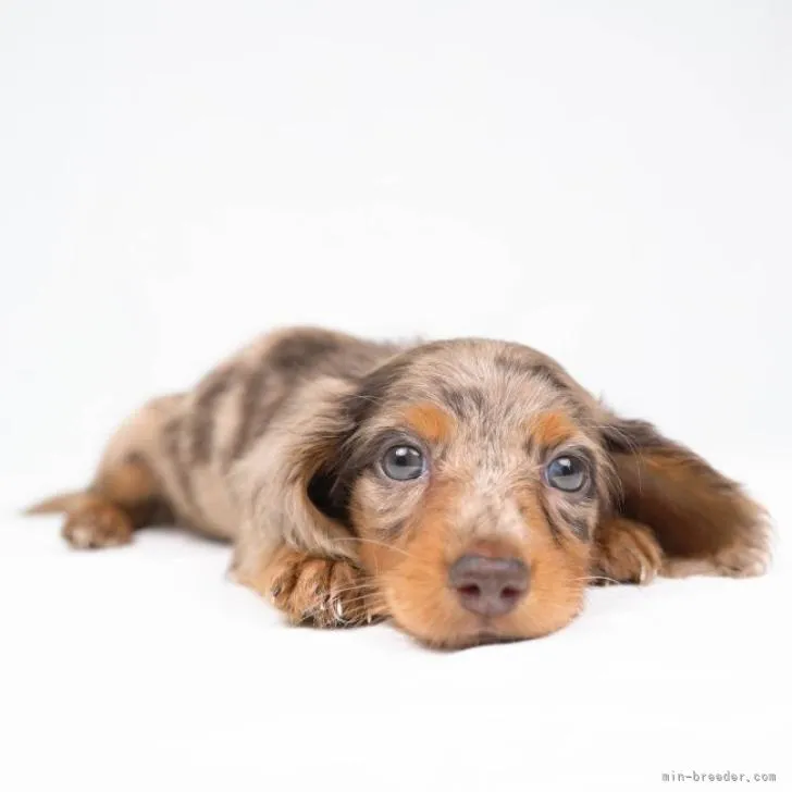 ID：2207-03711の子犬