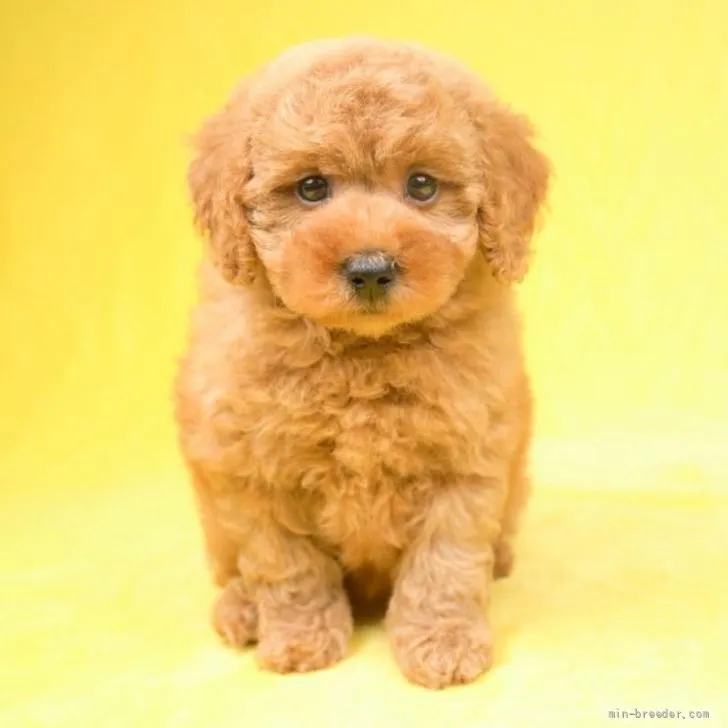 ID：2206-01511の子犬