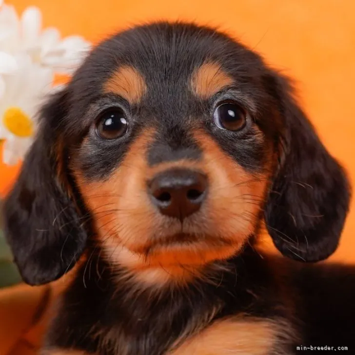 ID:2306-03890の子犬