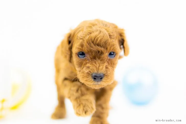 ID：2011-00865の子犬