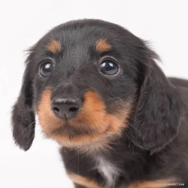 ID:2212-00331の子犬