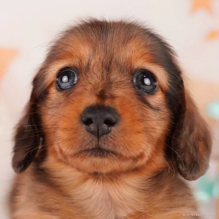 ID:2403-05825の子犬