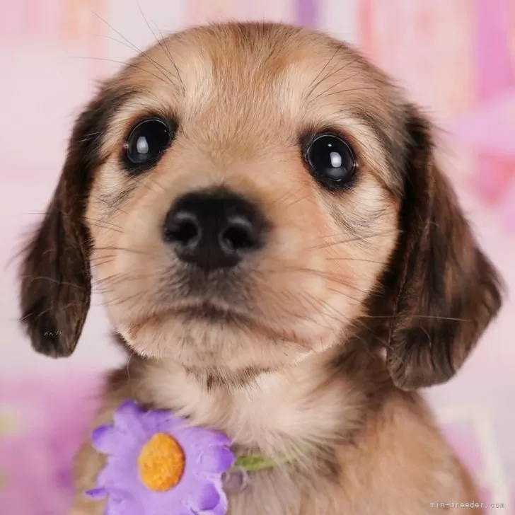 ID：2408-05609の子犬