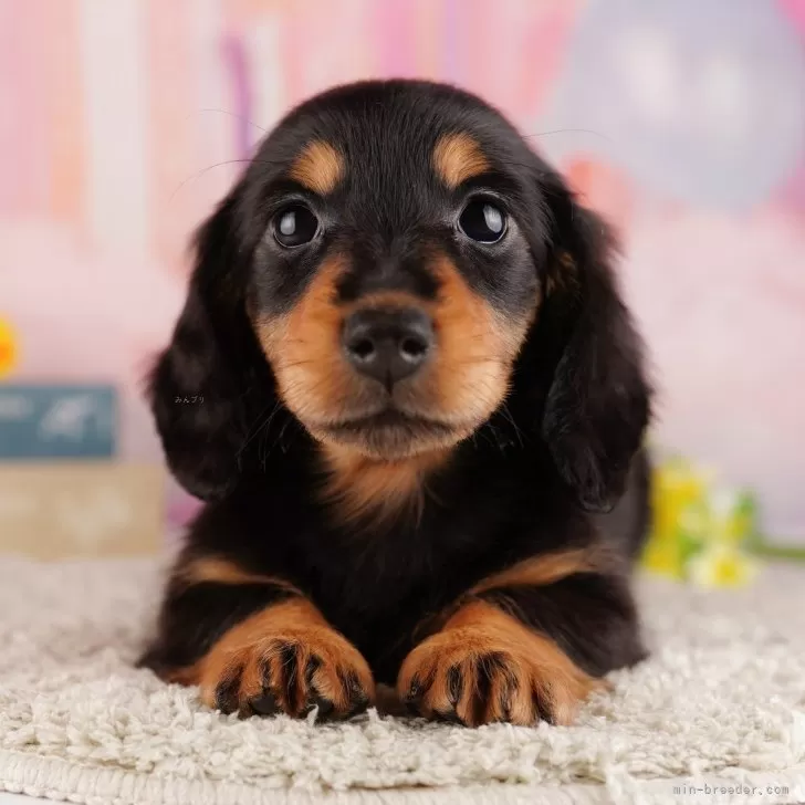 ID:2403-01075の子犬