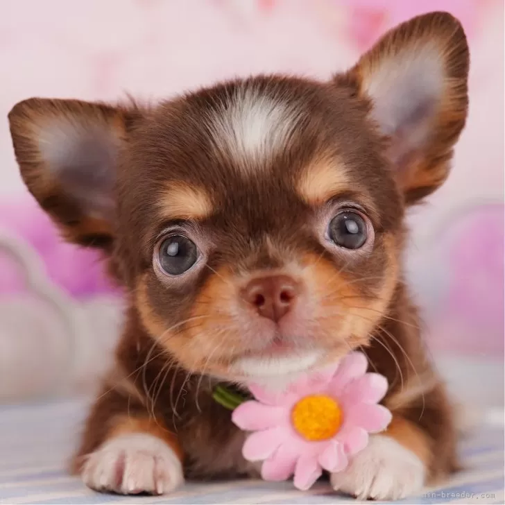 ID：2408-02045の子犬