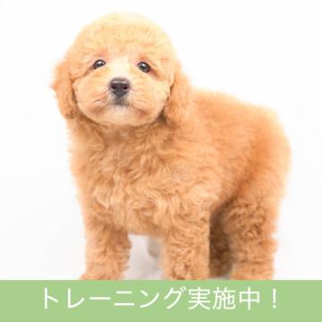 トイプードル(トイ)【千葉県・男の子・2022年8月5日・レッド】の写真「おすわり覚えました☆」