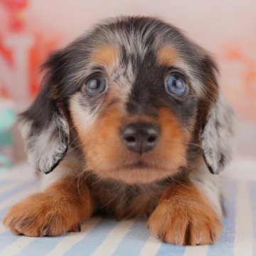 カニンヘンダックスフンド(ロング)【千葉県・男の子・2024年2月22日・シルバーダップル】の写真「綺麗なおめめがチャームポイント♡」