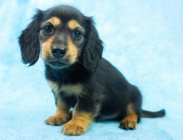 カニンヘンダックスフンド(ロング)【千葉県・男の子・2022年1月12日・ブラックタン】の写真「いつでもテンション高め♪」