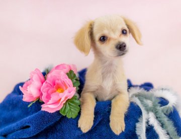 チワックス(チワワ×ダックス)【千葉県・女の子・2020年11月1日・クリーム】の写真「尻尾ブンブン！」