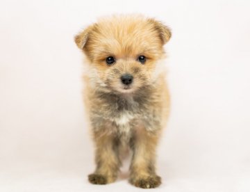 ポメキー(ポメラニアン×ヨークシャーテリア)【千葉県・男の子・2021年9月9日・オレンジ】の写真「大人気ポメキー✨さりげない眉毛がたまらない♡」